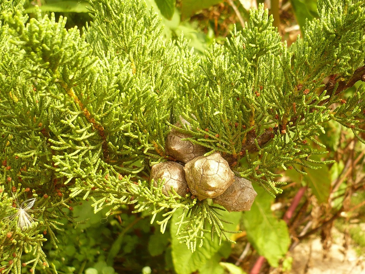 Cupressus macrocarpa (Cupressaceae)